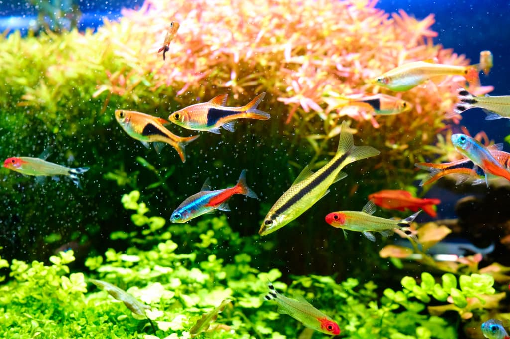熱帯魚好きのためのお部屋作りのコツ