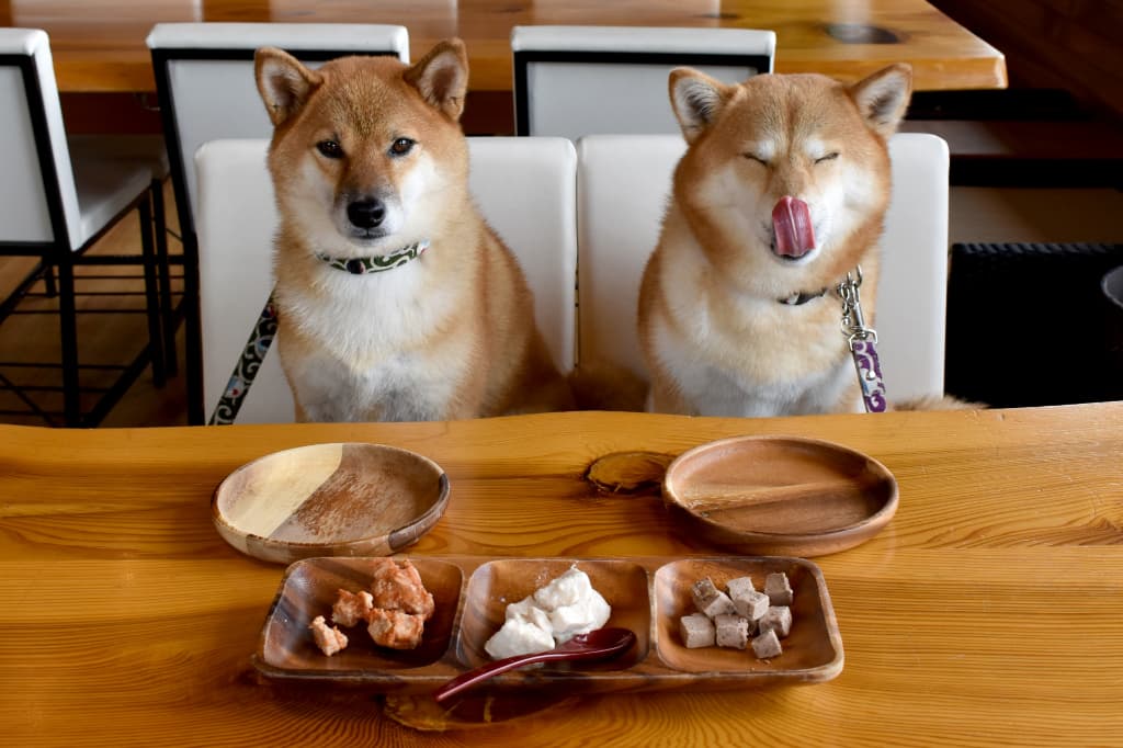 横浜市は愛犬家の集う街だった