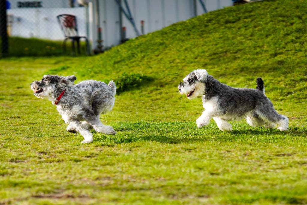 【東京都心】高級マンション住みの愛犬家が選ぶ人気エリア