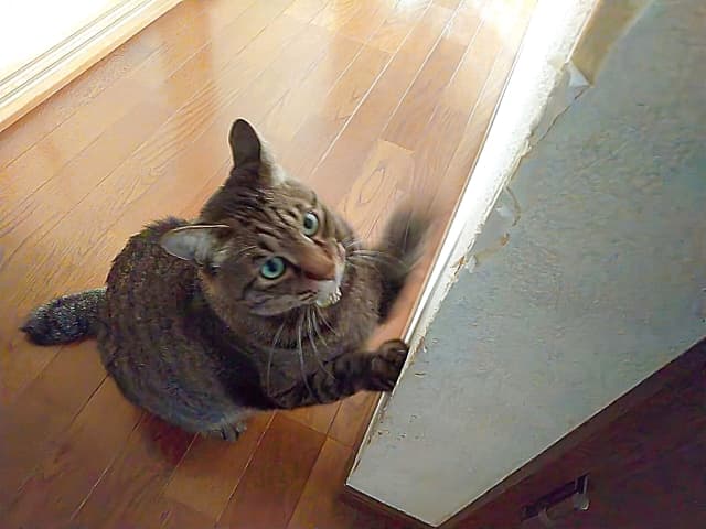 賃貸で猫と暮らすための対策ガイド！トラブル回避のコツとは