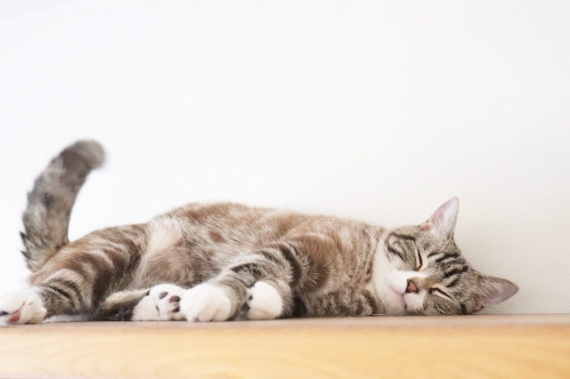 【猫の部屋づくり】キャットタワーを置かない！狭い部屋でも快適に過ごせるアイデア